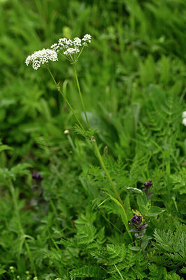BUITEN BEELD Foto: 445388
