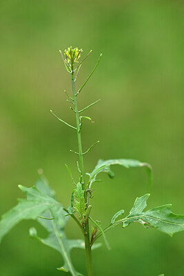 BUITEN BEELD Foto: 445390