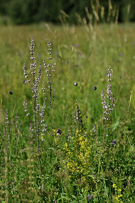BUITEN BEELD Foto: 445391