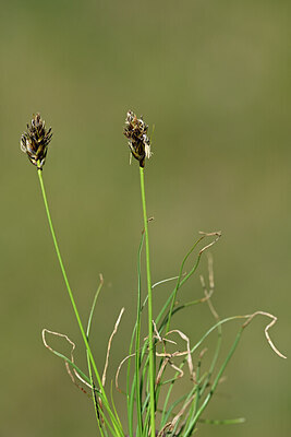 BUITEN BEELD Foto: 445392