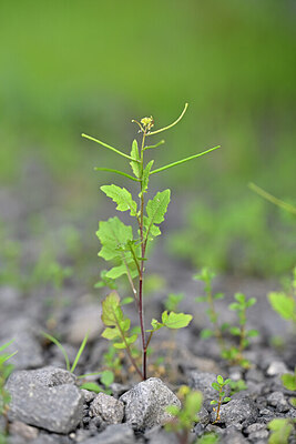BUITEN BEELD Foto: 445393
