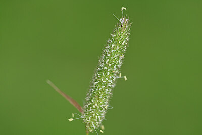 BUITEN BEELD Foto: 445396