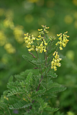 BUITEN BEELD Foto: 445401