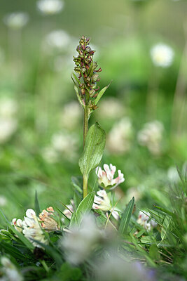 BUITEN BEELD Foto: 445406