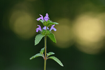 BUITEN BEELD Foto: 445407