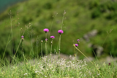 BUITEN BEELD Foto: 445409