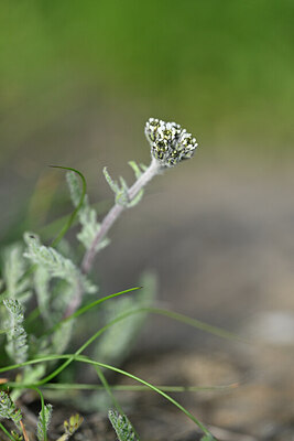BUITEN BEELD Foto: 445411