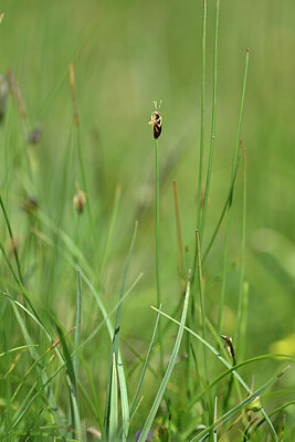 BUITEN BEELD Foto: 445413
