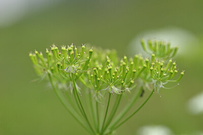 BUITEN BEELD Foto: 445415