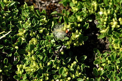 BUITEN BEELD Foto: 445416