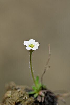 BUITEN BEELD Foto: 445417