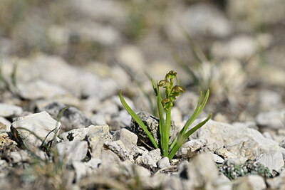 BUITEN BEELD Foto: 445420