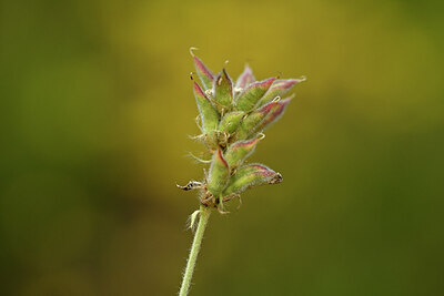 BUITEN BEELD Foto: 445421