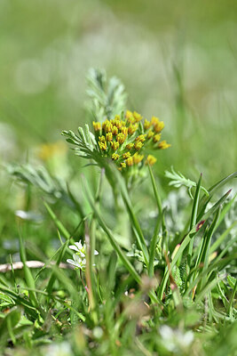 BUITEN BEELD Foto: 445425