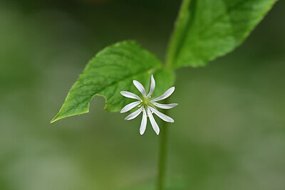 BUITEN BEELD Foto: 445427