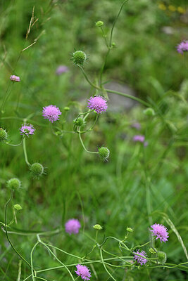 BUITEN BEELD Foto: 445430