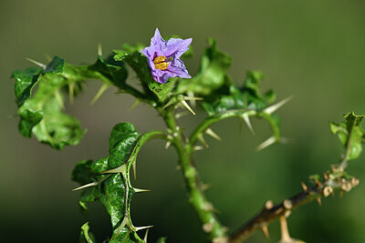 BUITEN BEELD Foto: 445432