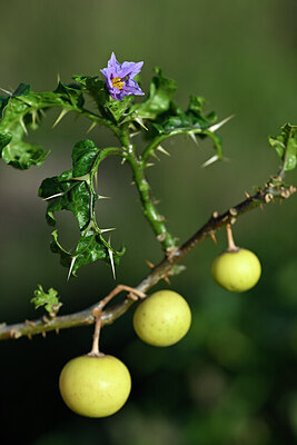 BUITEN BEELD Foto: 445434