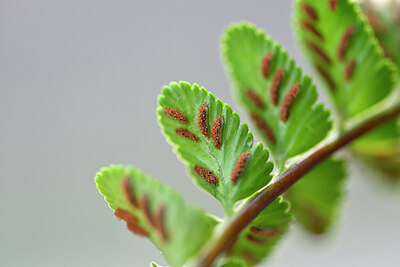 BUITEN BEELD Foto: 445436