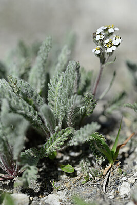 BUITEN BEELD Foto: 445440