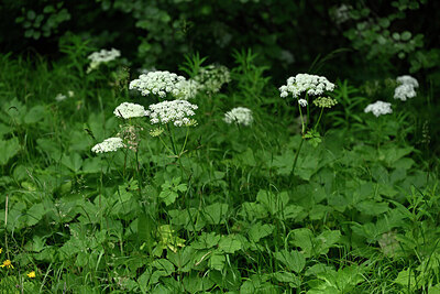BUITEN BEELD Foto: 445442