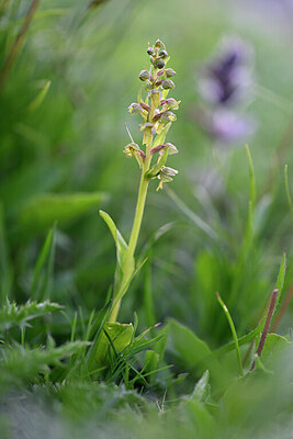 BUITEN BEELD Foto: 445444