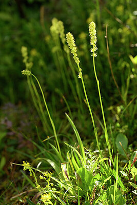BUITEN BEELD Foto: 445445