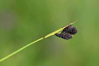 BUITEN BEELD Foto: 445447