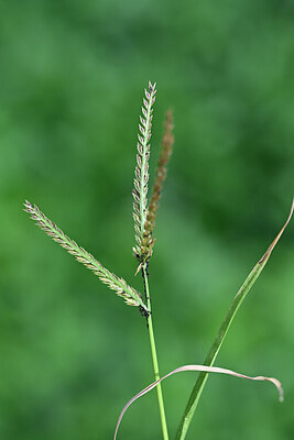 BUITEN BEELD Foto: 445448