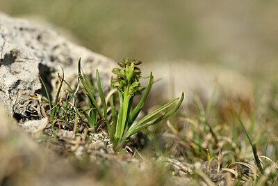 BUITEN BEELD Foto: 445450
