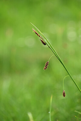 BUITEN BEELD Foto: 445451