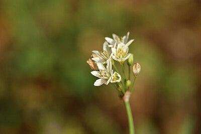 BUITEN BEELD Foto: 445452