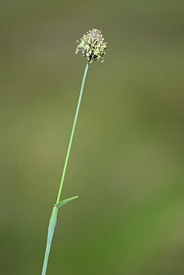 BUITEN BEELD Foto: 445453