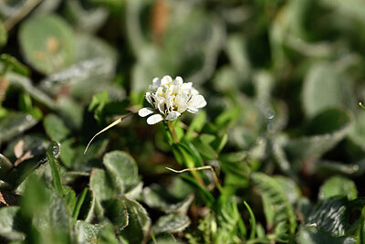 BUITEN BEELD Foto: 445455