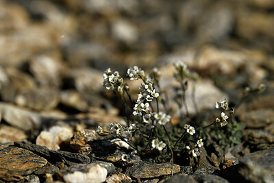 BUITEN BEELD Foto: 445459