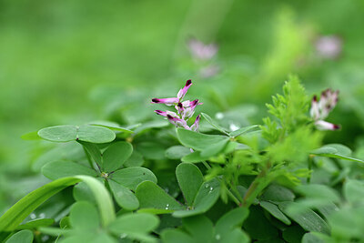 BUITEN BEELD Foto: 445460