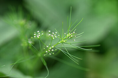 BUITEN BEELD Foto: 445461