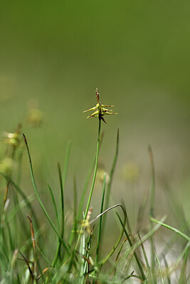 BUITEN BEELD Foto: 445462