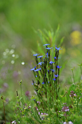 BUITEN BEELD Foto: 445463