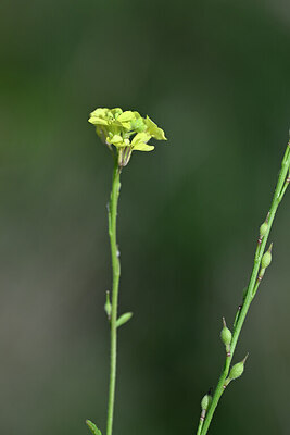 BUITEN BEELD Foto: 445465