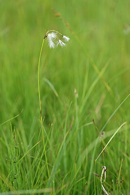 BUITEN BEELD Foto: 445467