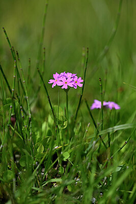 BUITEN BEELD Foto: 445468