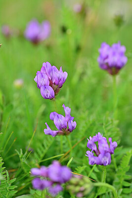 BUITEN BEELD Foto: 445470