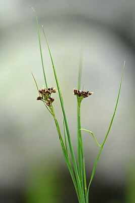 BUITEN BEELD Foto: 445471