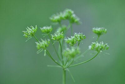 BUITEN BEELD Foto: 445473