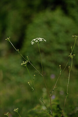 BUITEN BEELD Foto: 445474