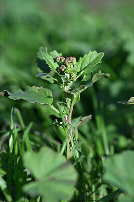 BUITEN BEELD Foto: 445475