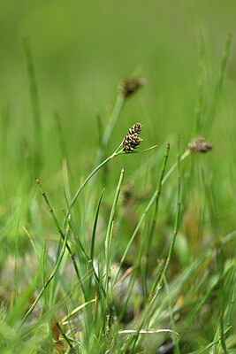 BUITEN BEELD Foto: 445476