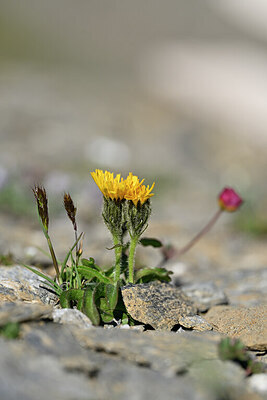 BUITEN BEELD Foto: 445477