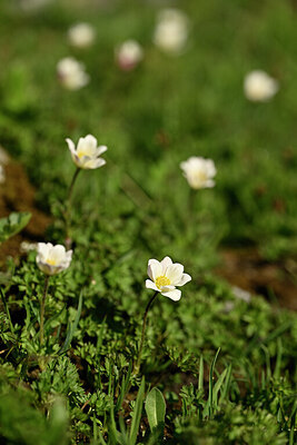 BUITEN BEELD Foto: 445480